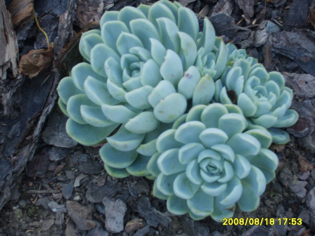 004