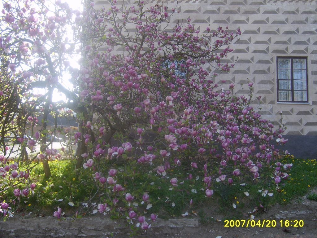 S6001103.JPG
