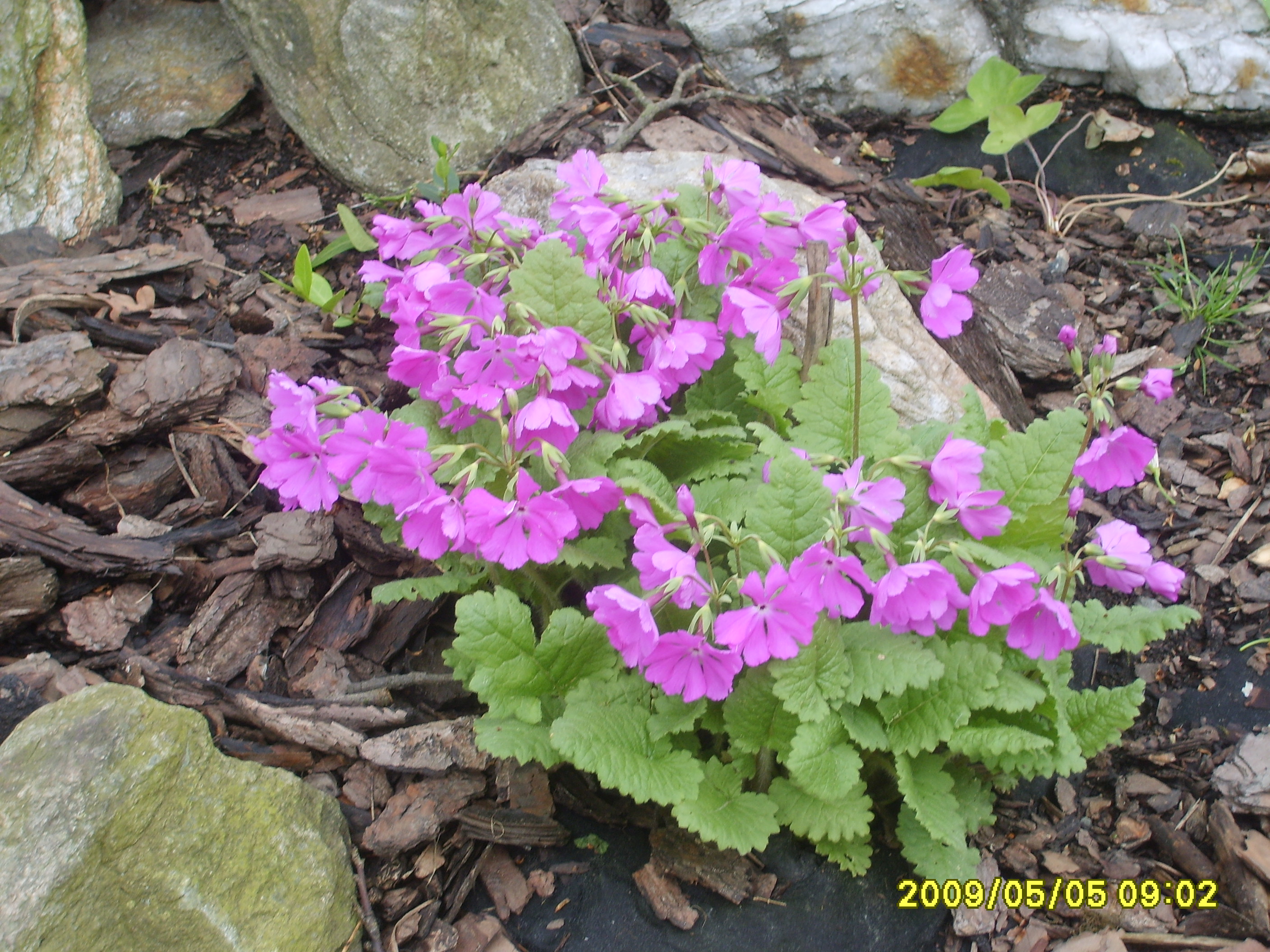 S6009490.JPG
