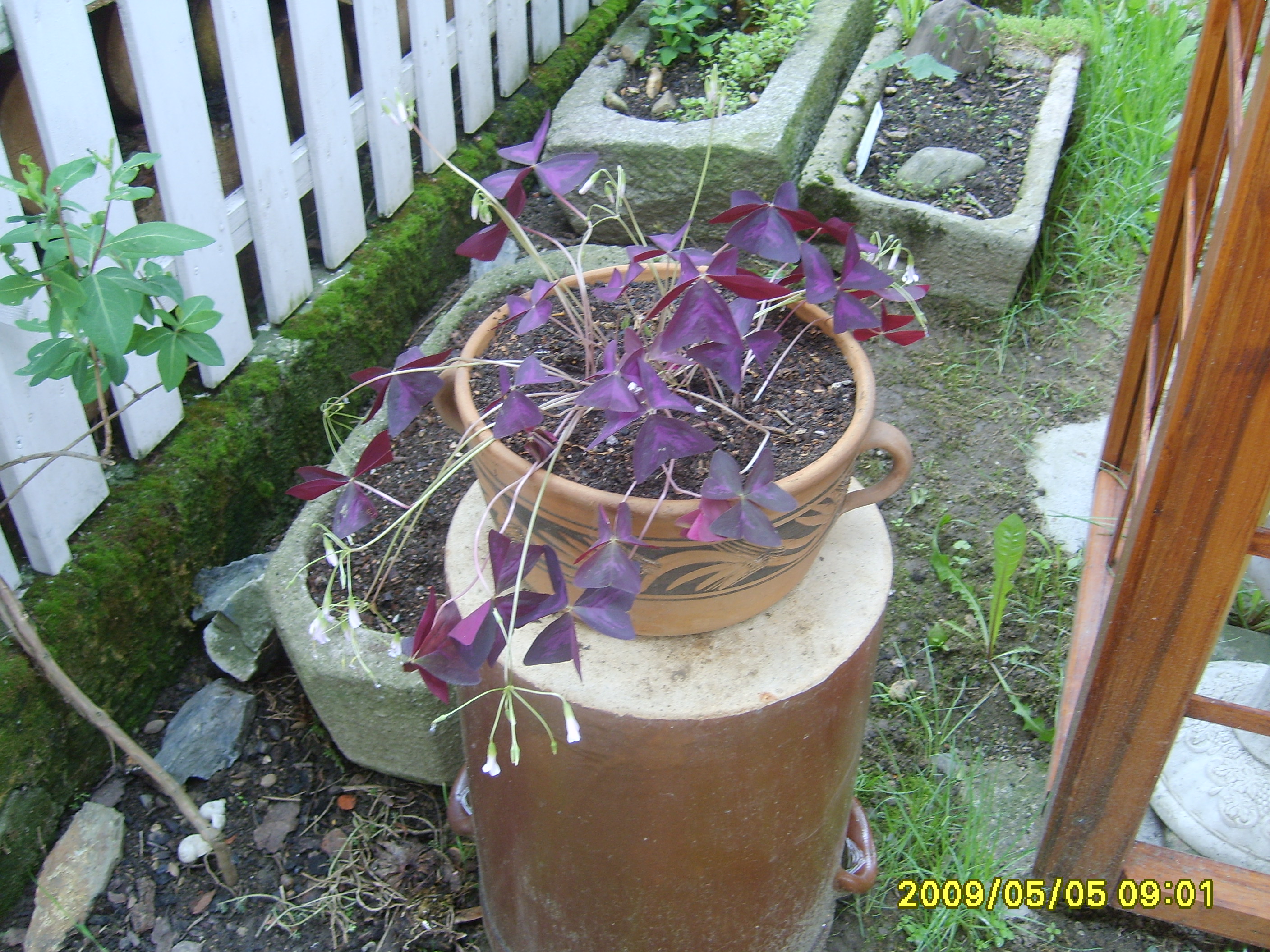S6009485.JPG