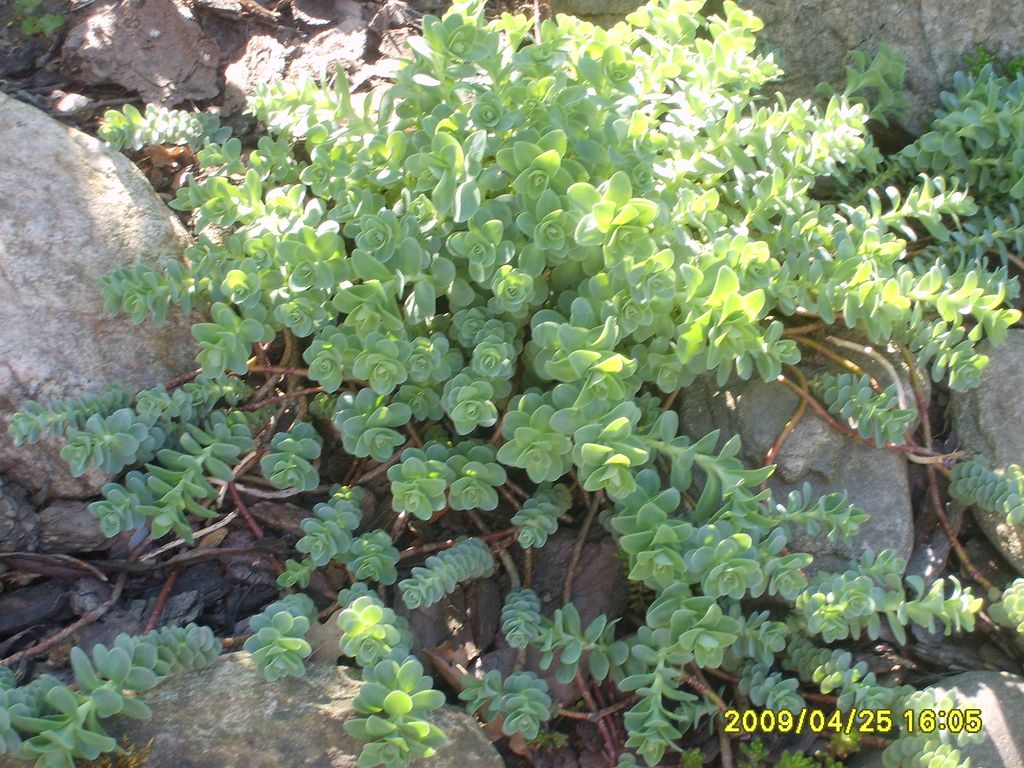 S6009480.JPG