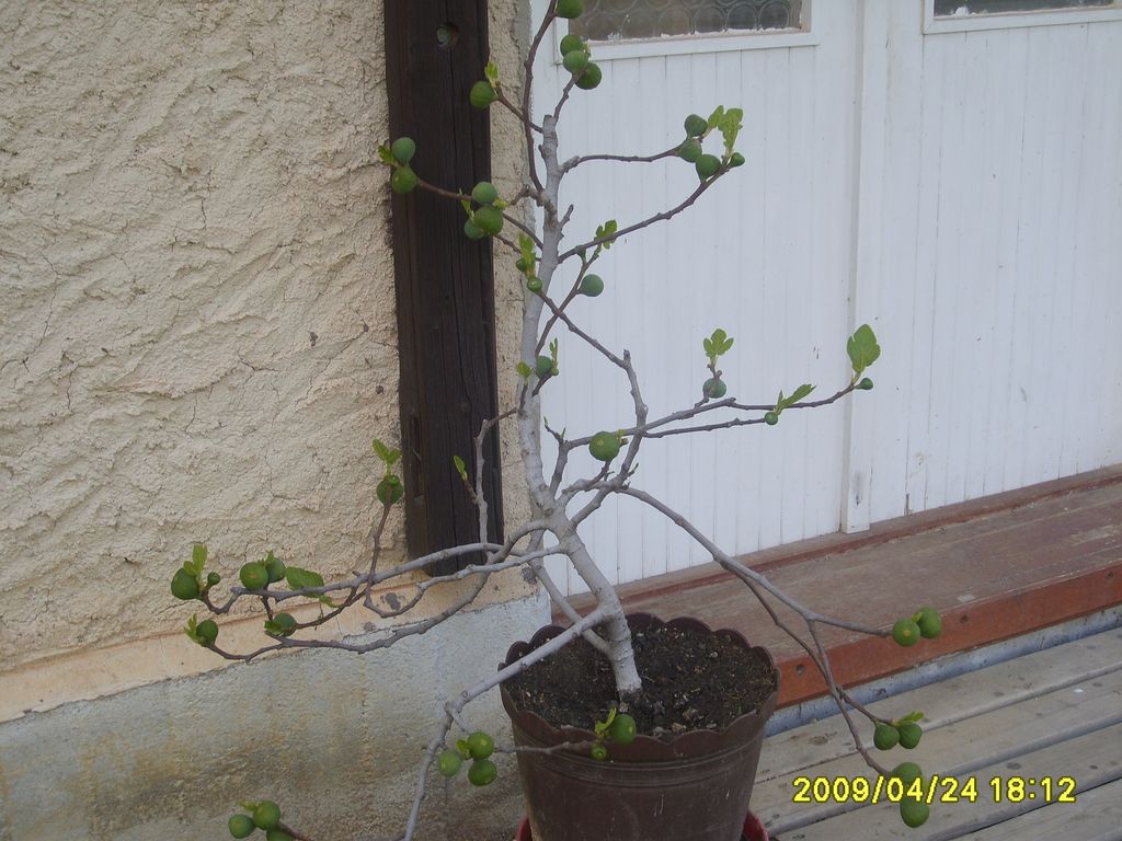 S6009474.JPG