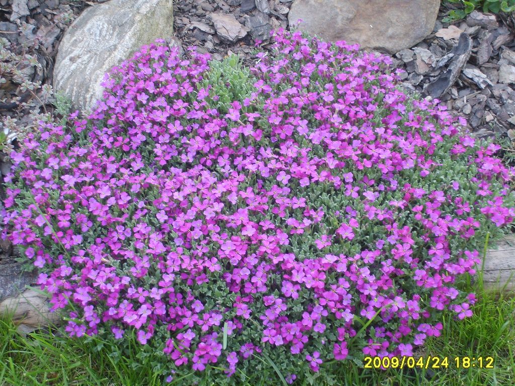 S6009471.JPG