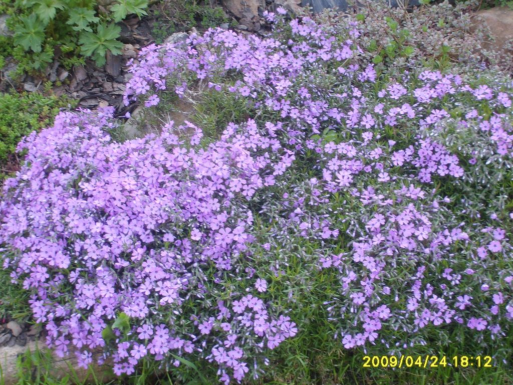 S6009470.JPG