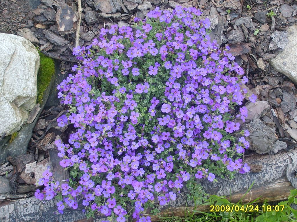 S6009466.JPG