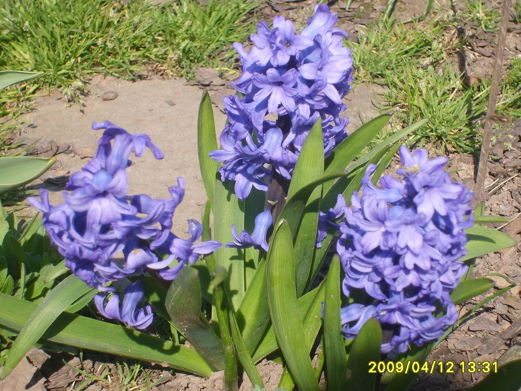 S6009451.JPG