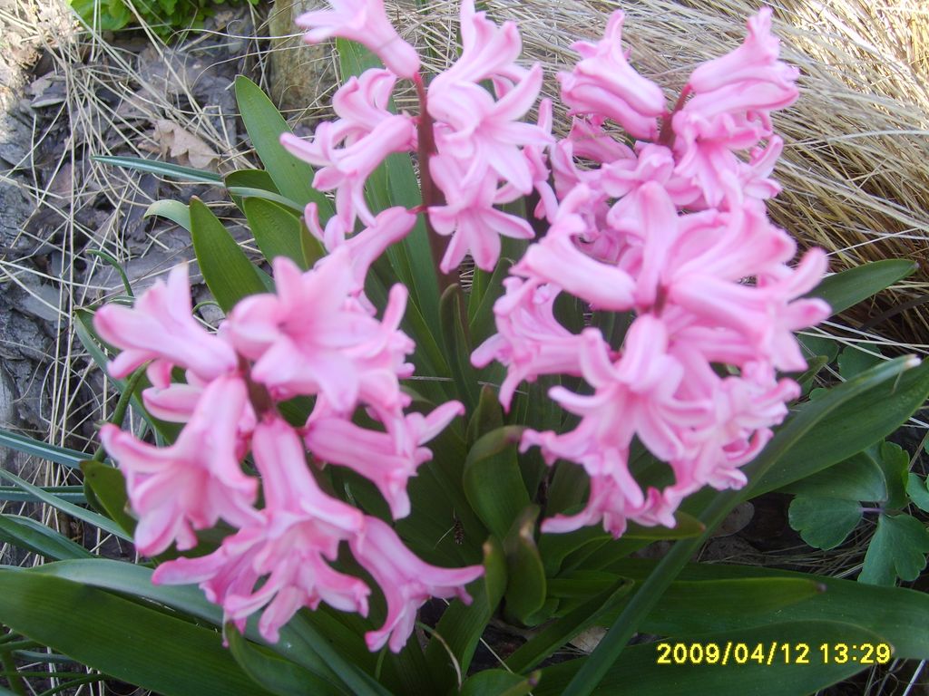 S6009447.JPG