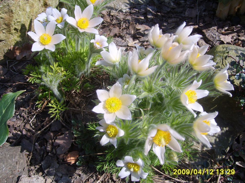 S6009448.JPG