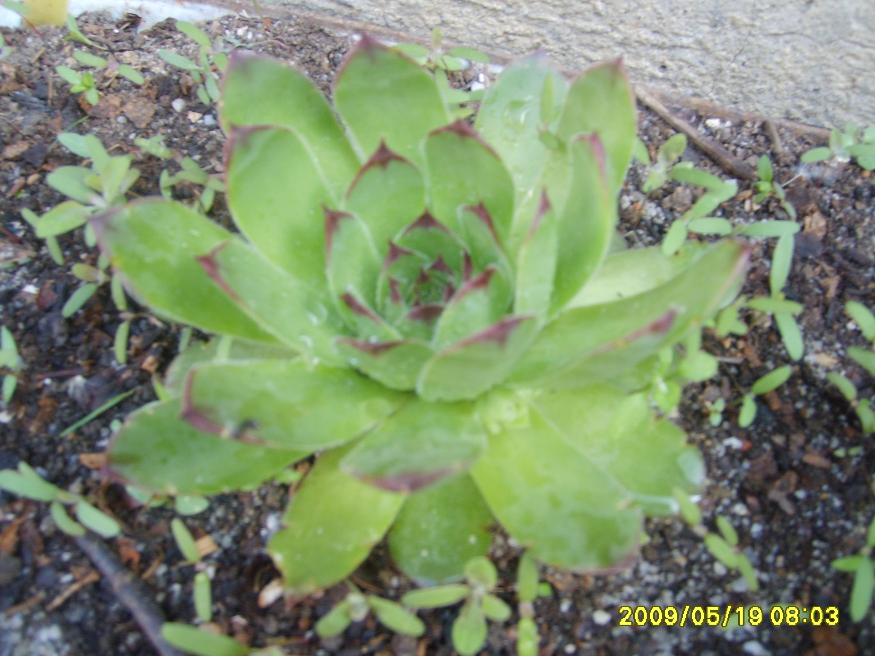 S6009540.JPG