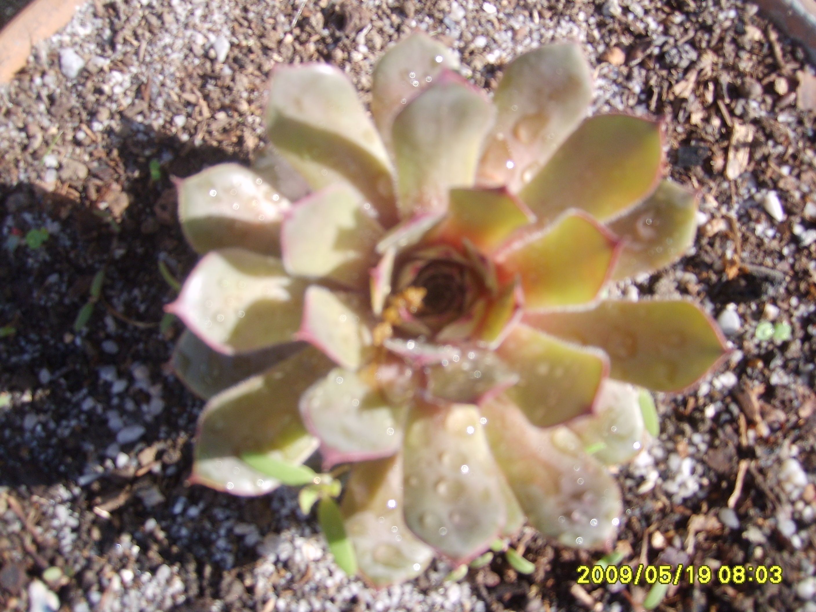 S6009544.JPG