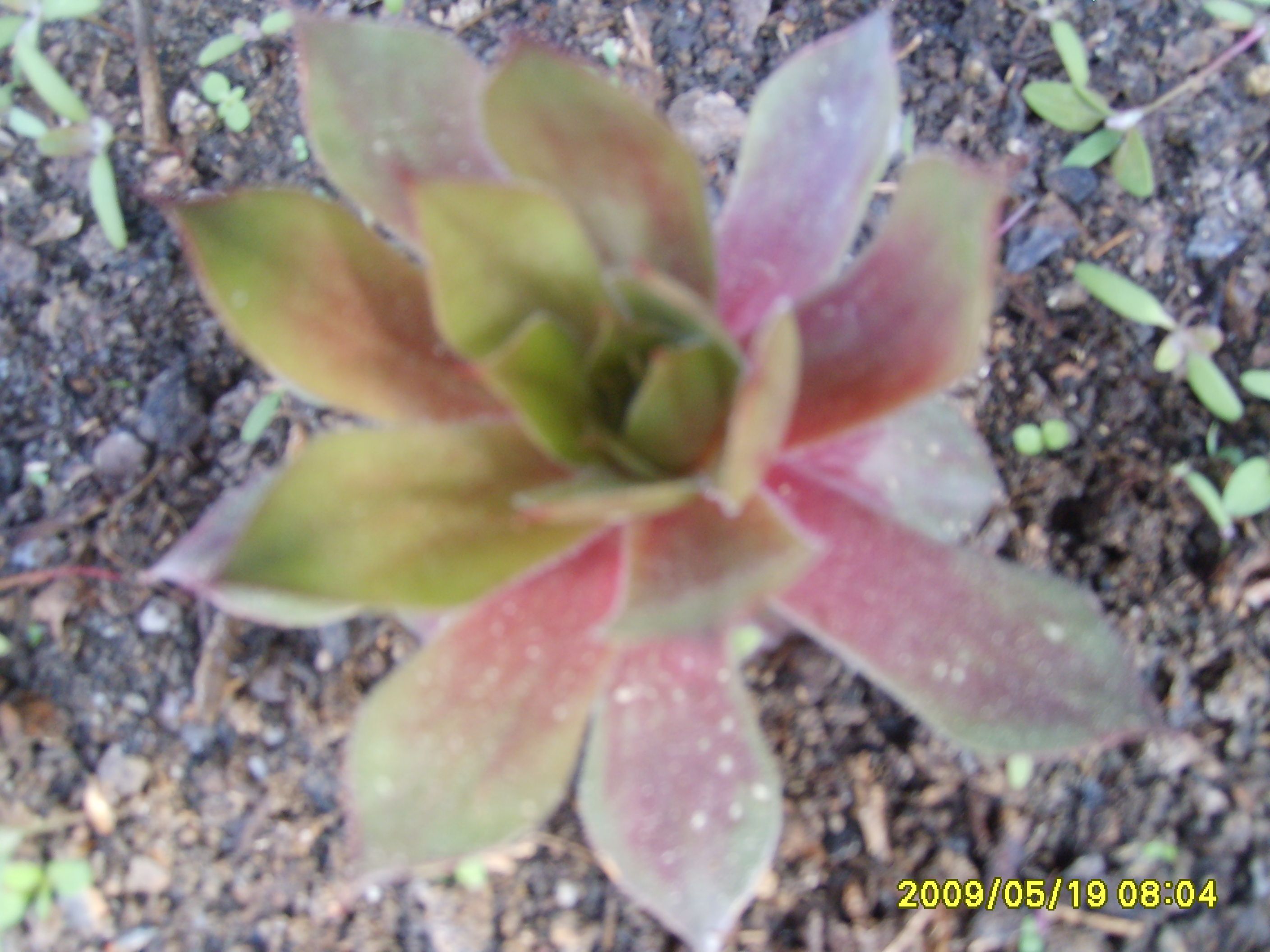 S6009546.JPG