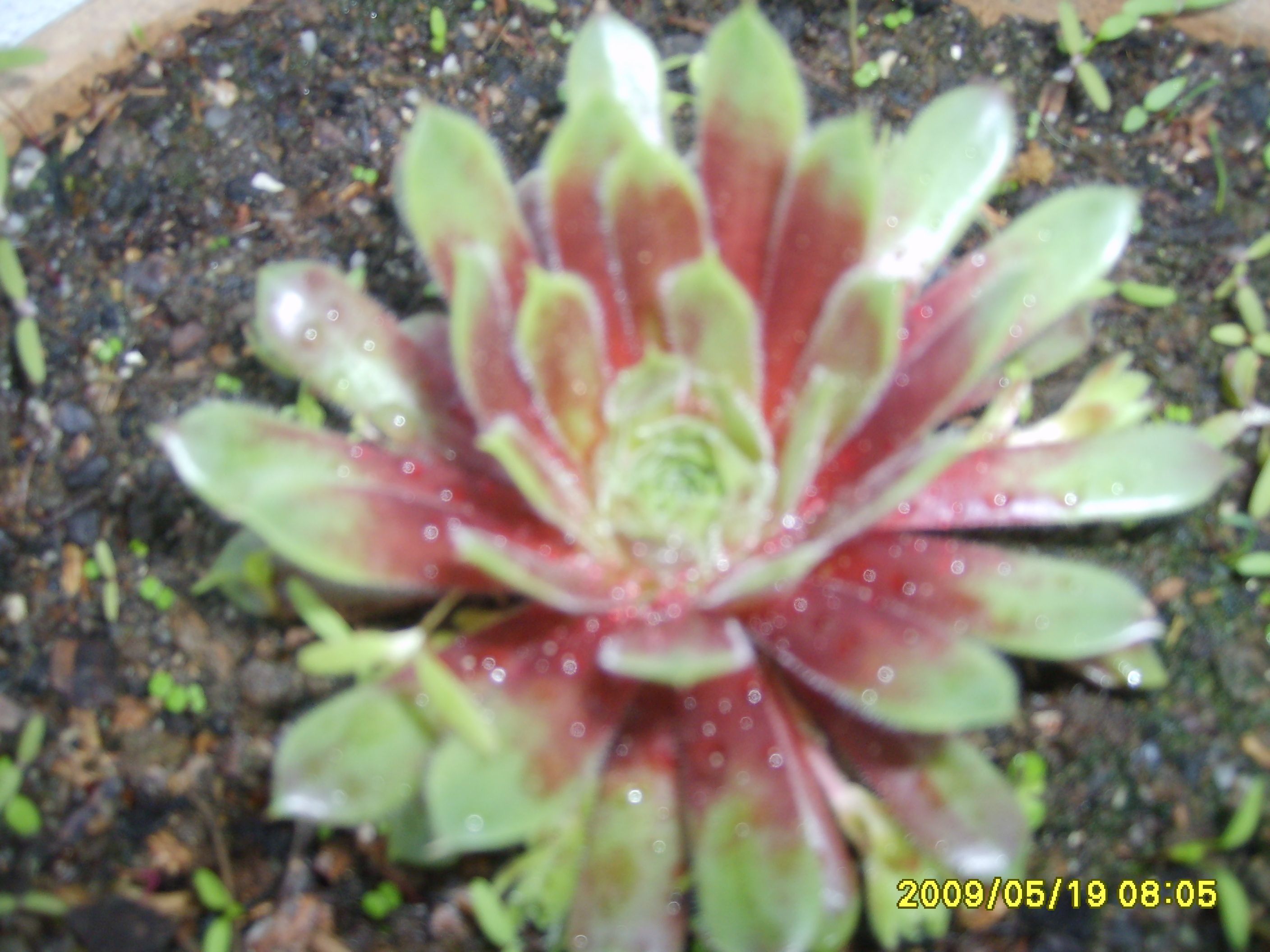 S6009548.JPG