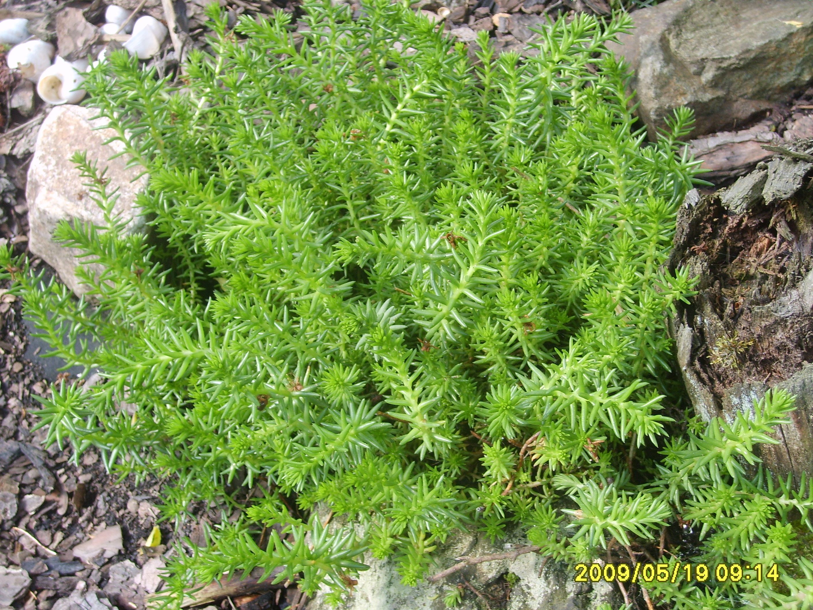 S6009558.JPG
