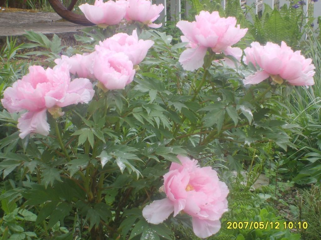 009
