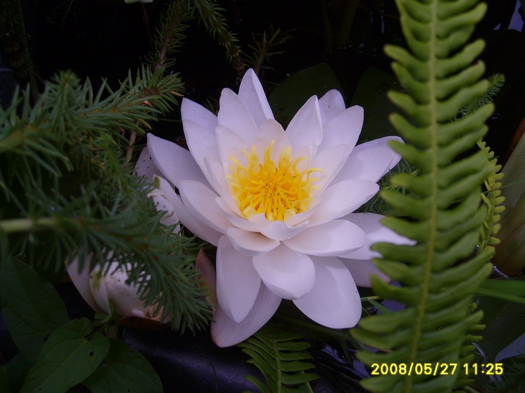 003