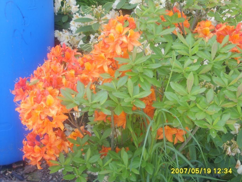 009